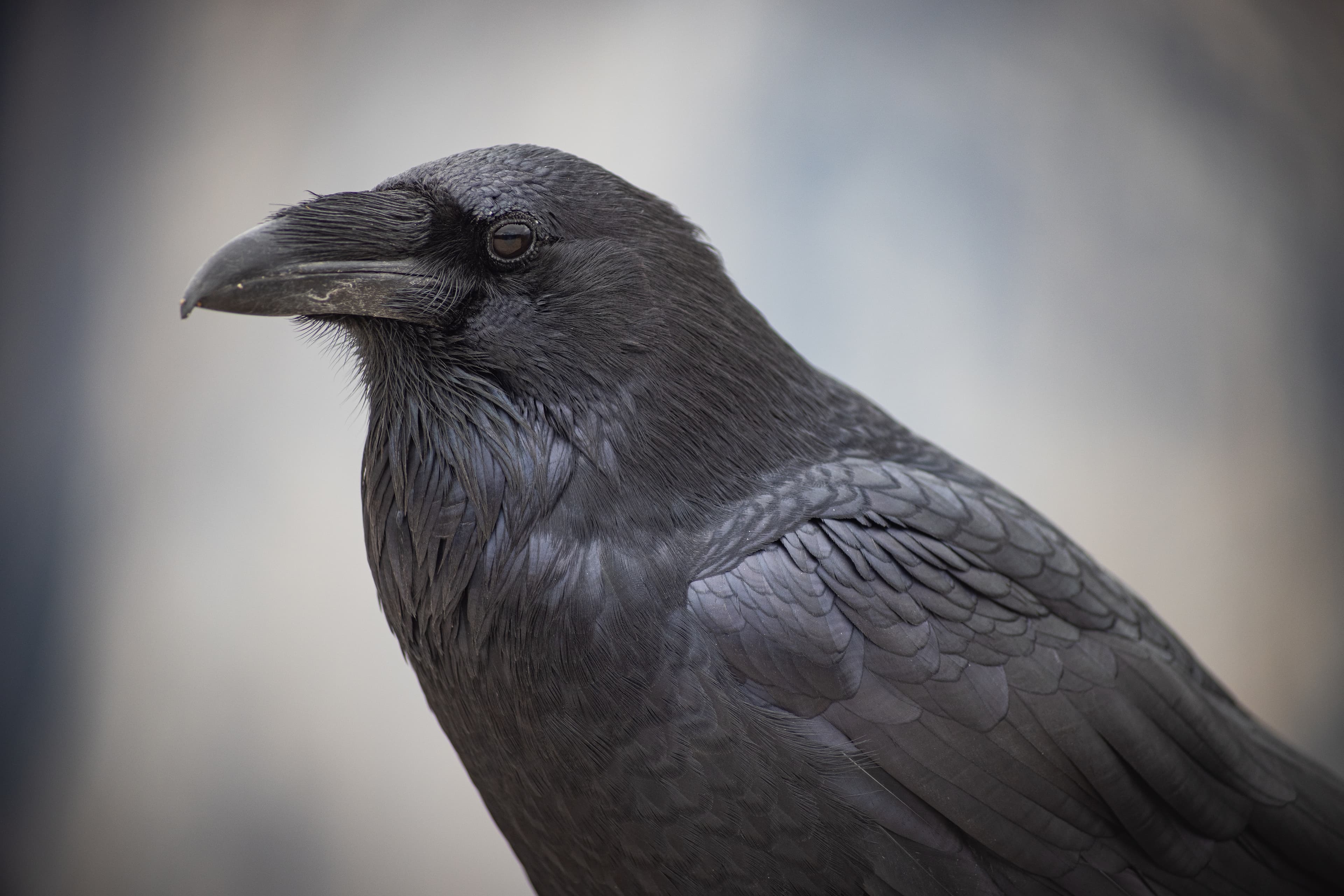 Wildlife photo