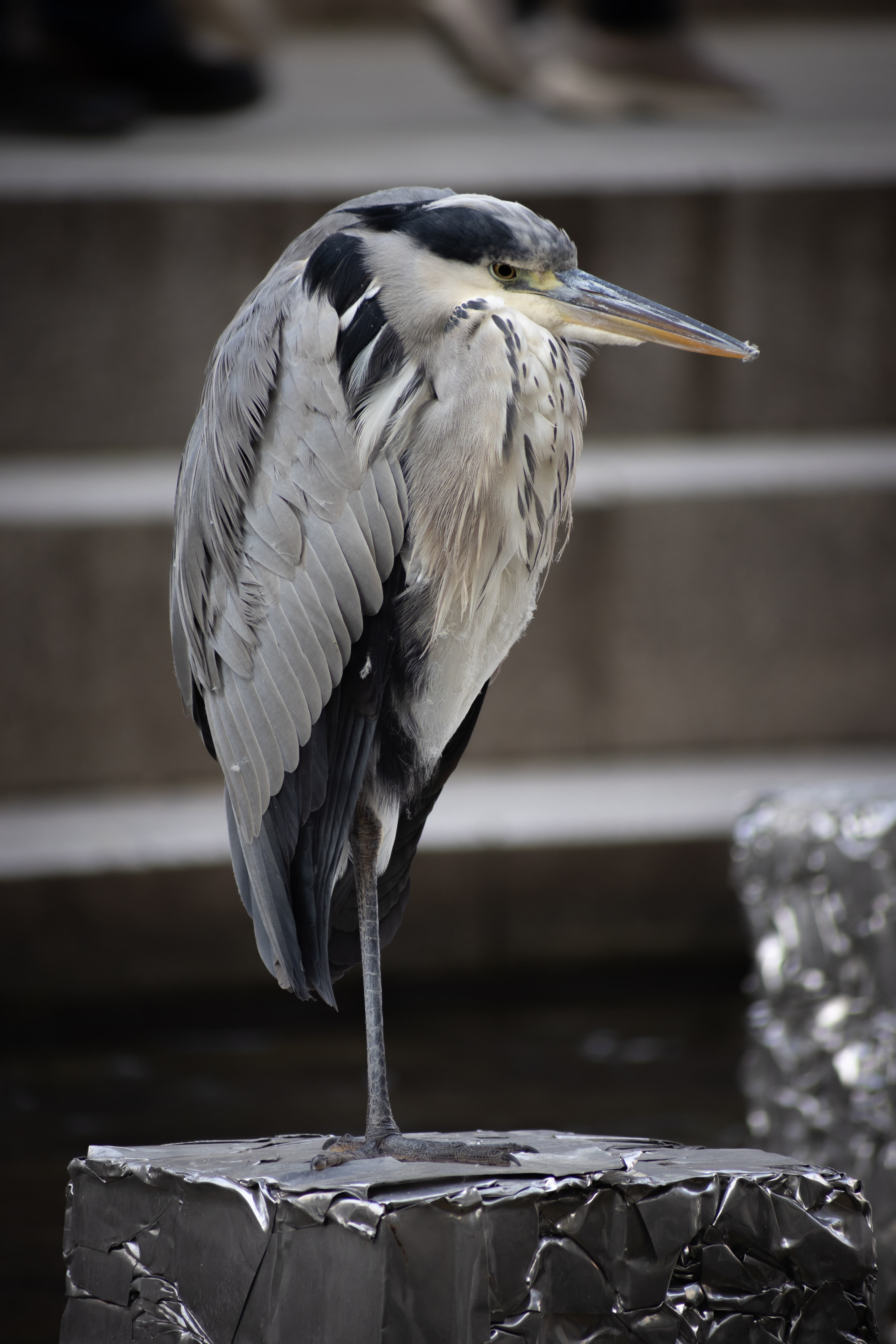 Wildlife photo