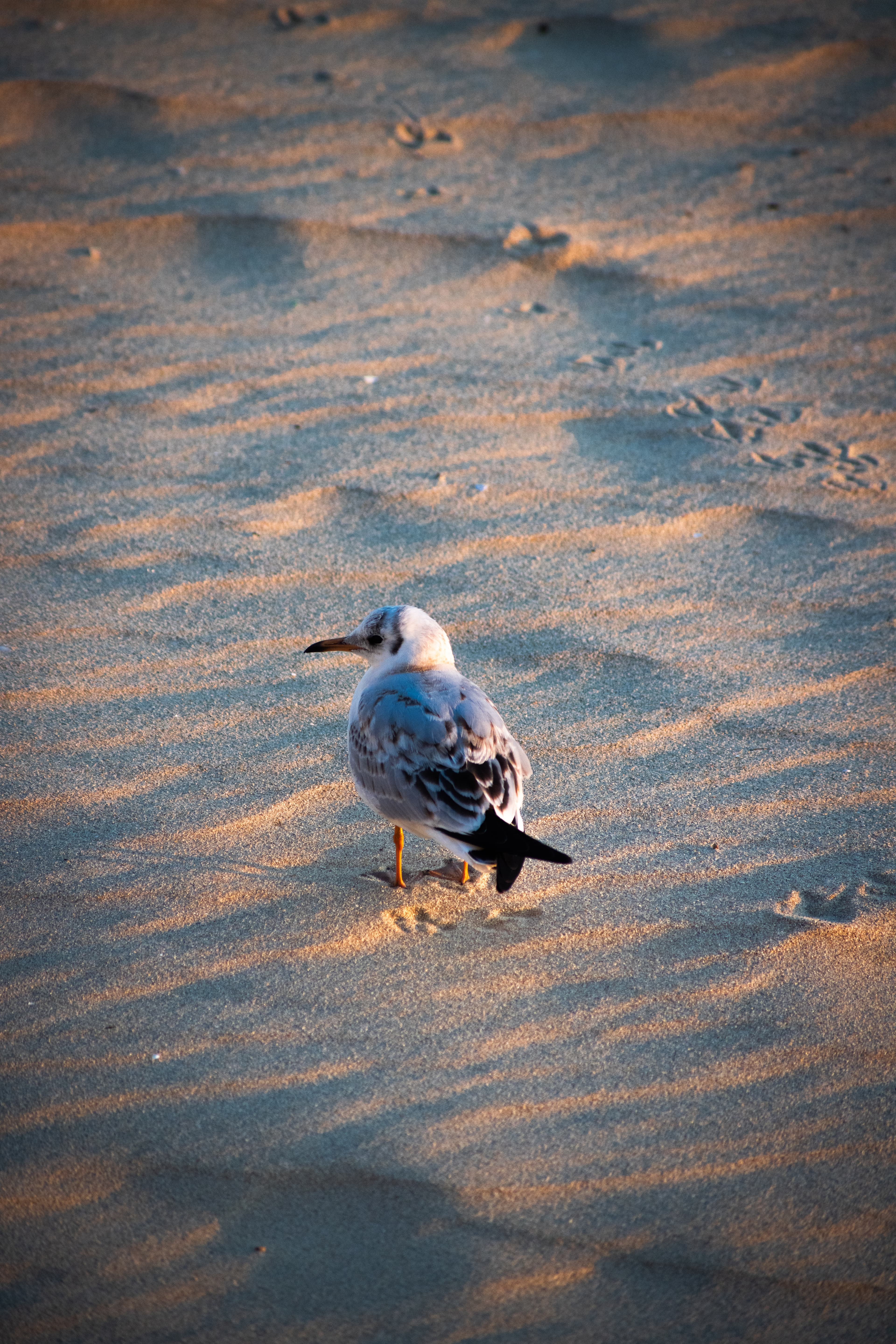 Wildlife photo