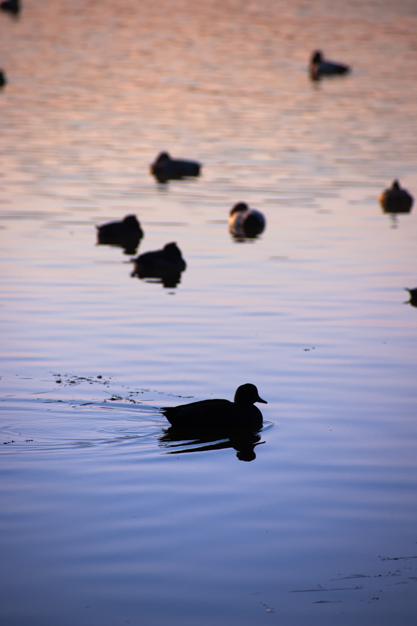 Wildlife photo