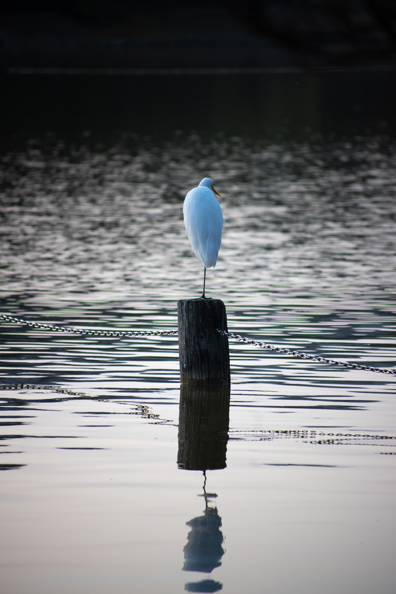 Wildlife photo