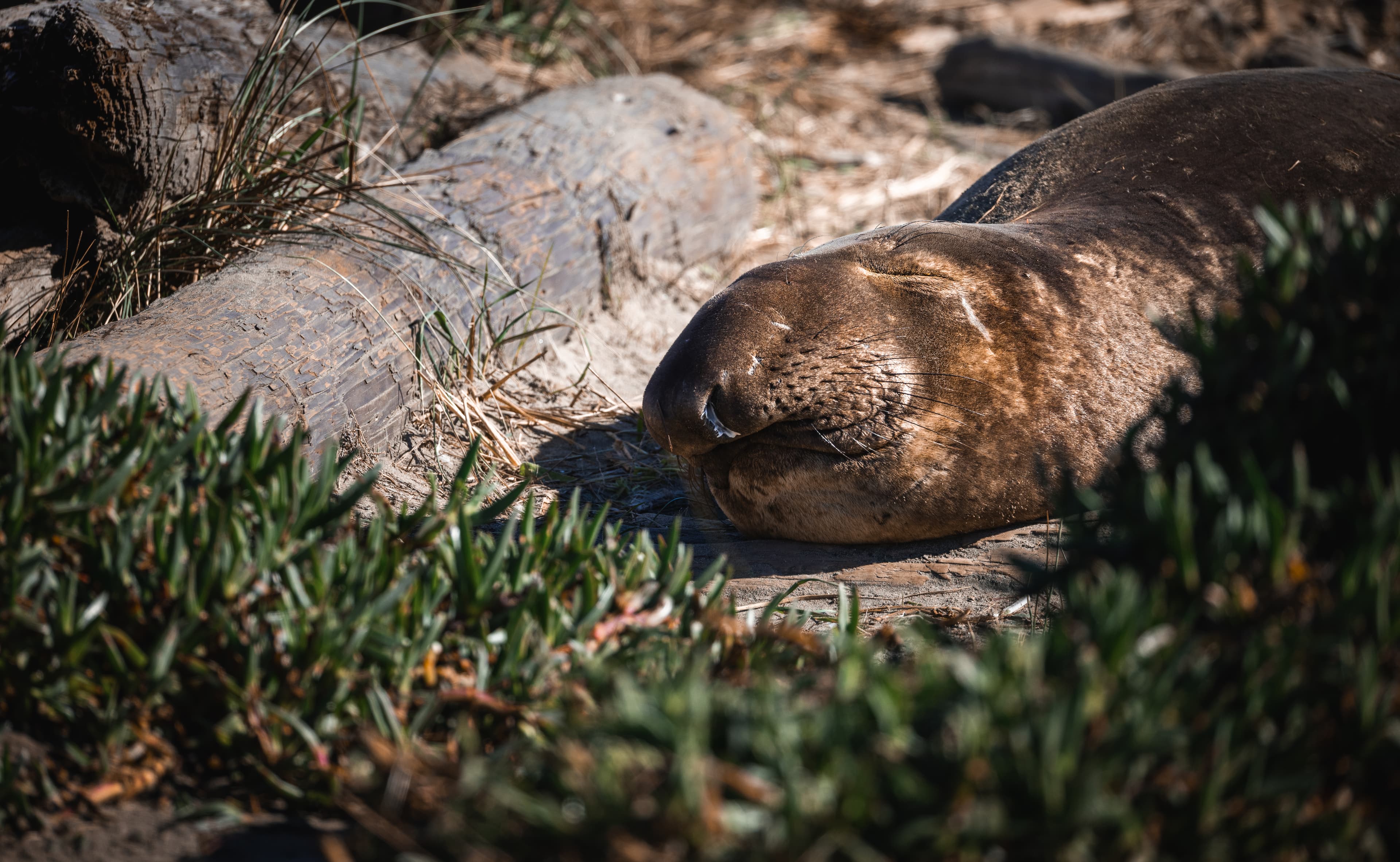 Wildlife photo