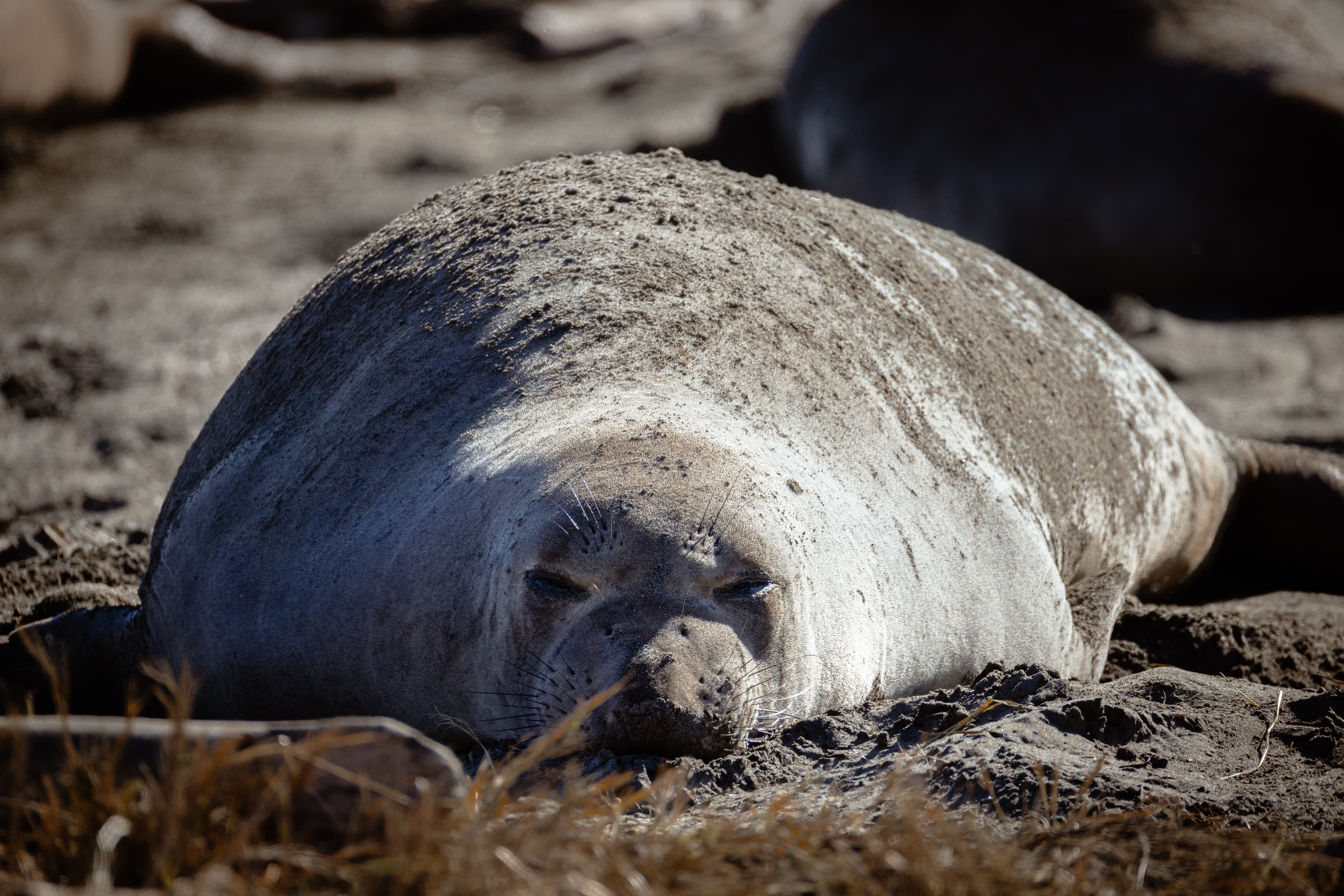 Wildlife photo