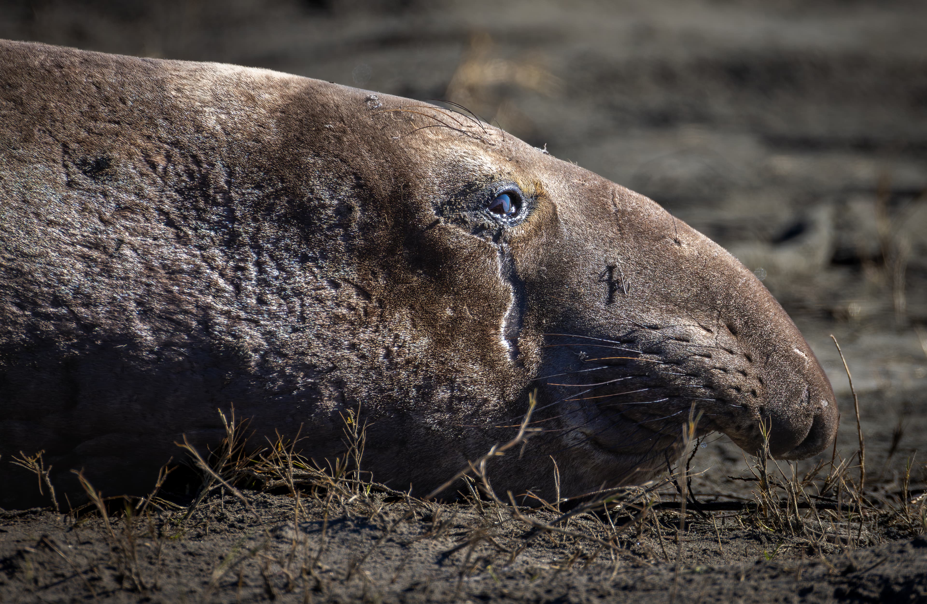 Wildlife photo