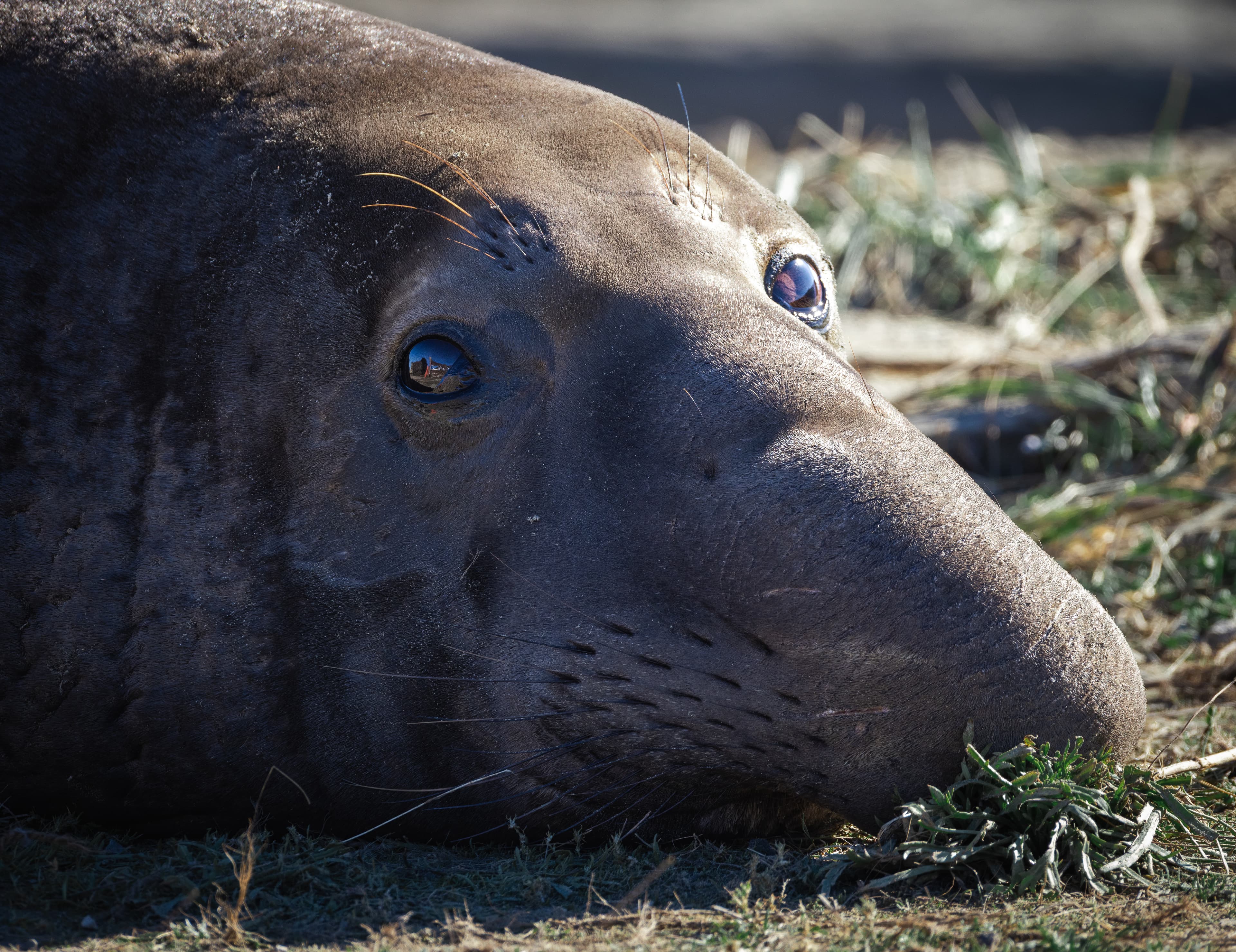 Wildlife photo
