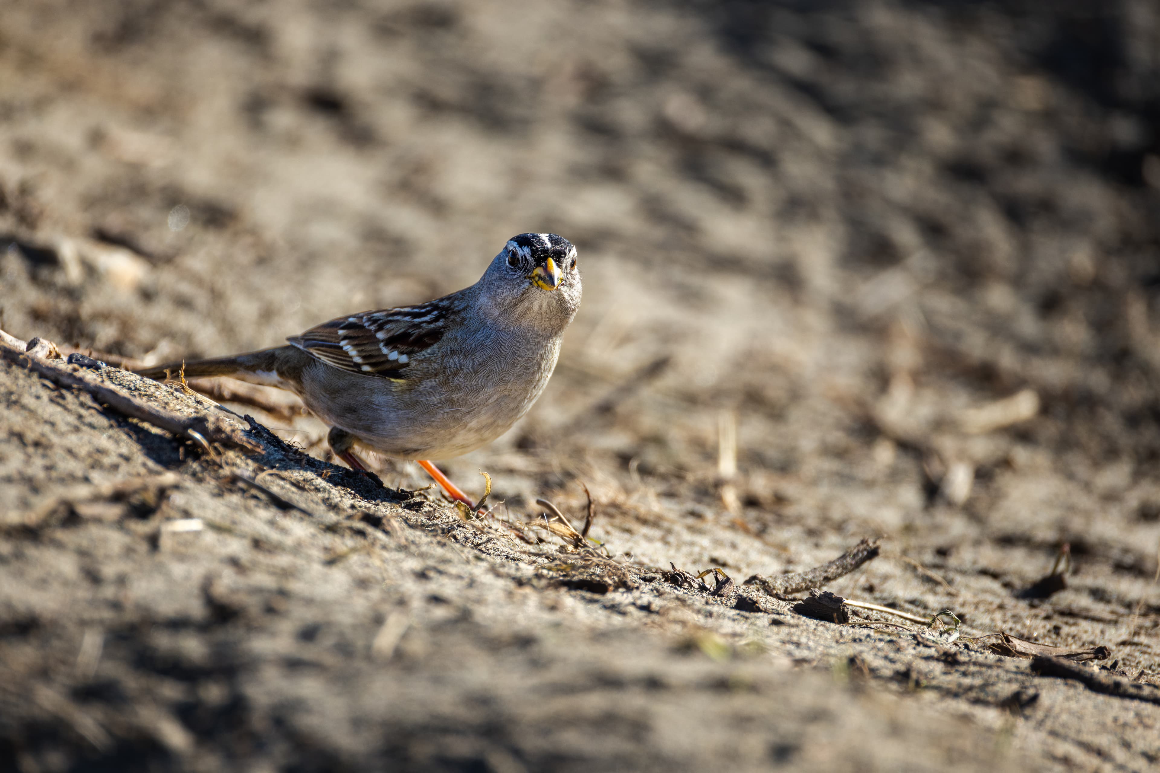 Wildlife photo