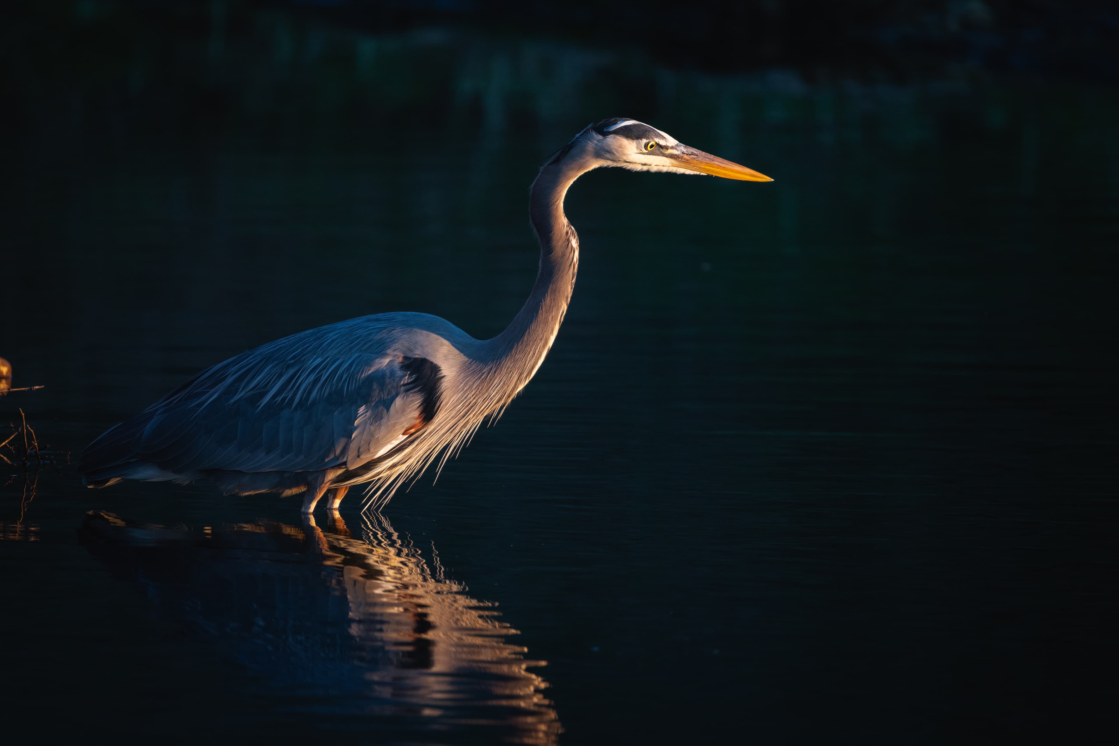 Wildlife photo