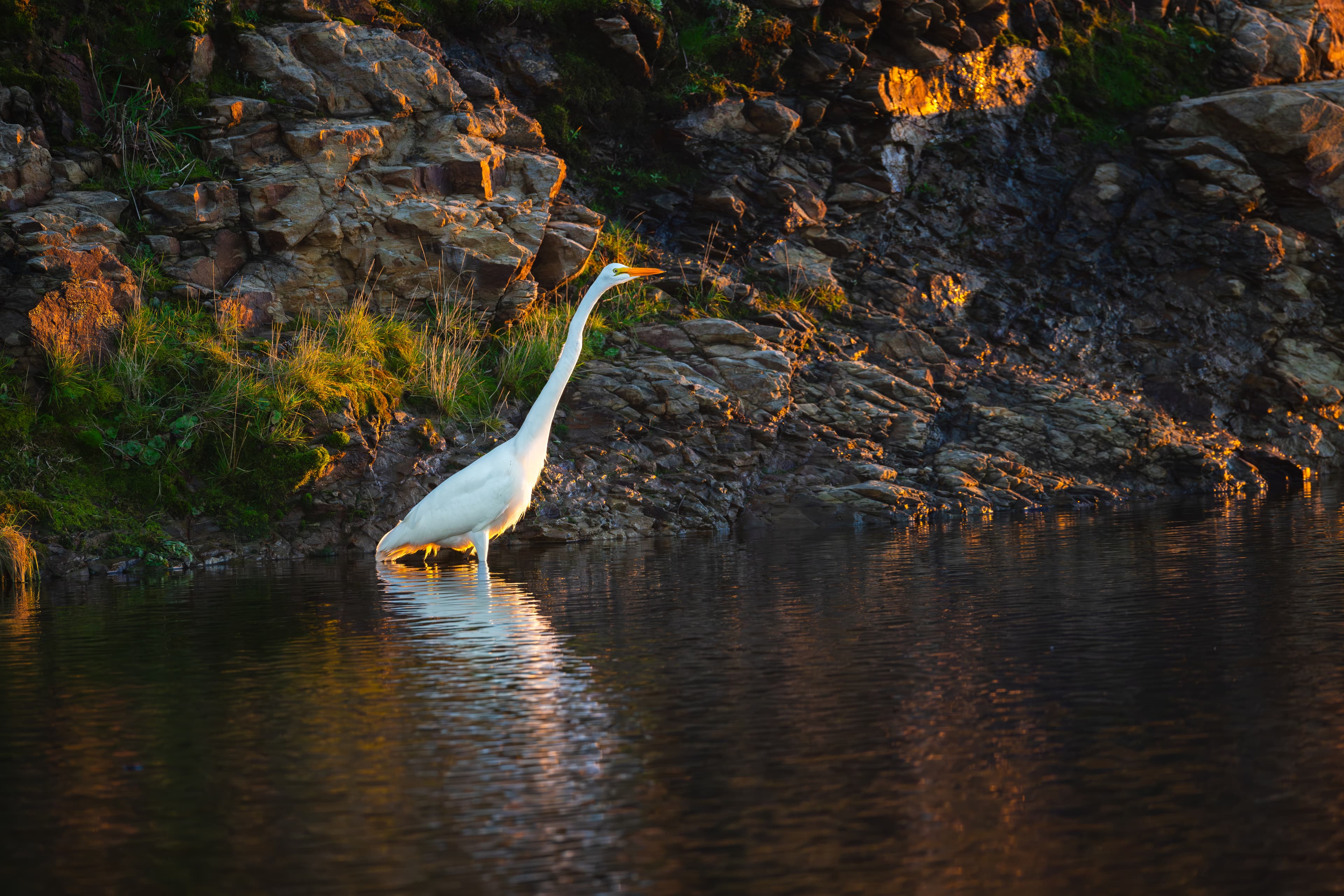 Wildlife photo