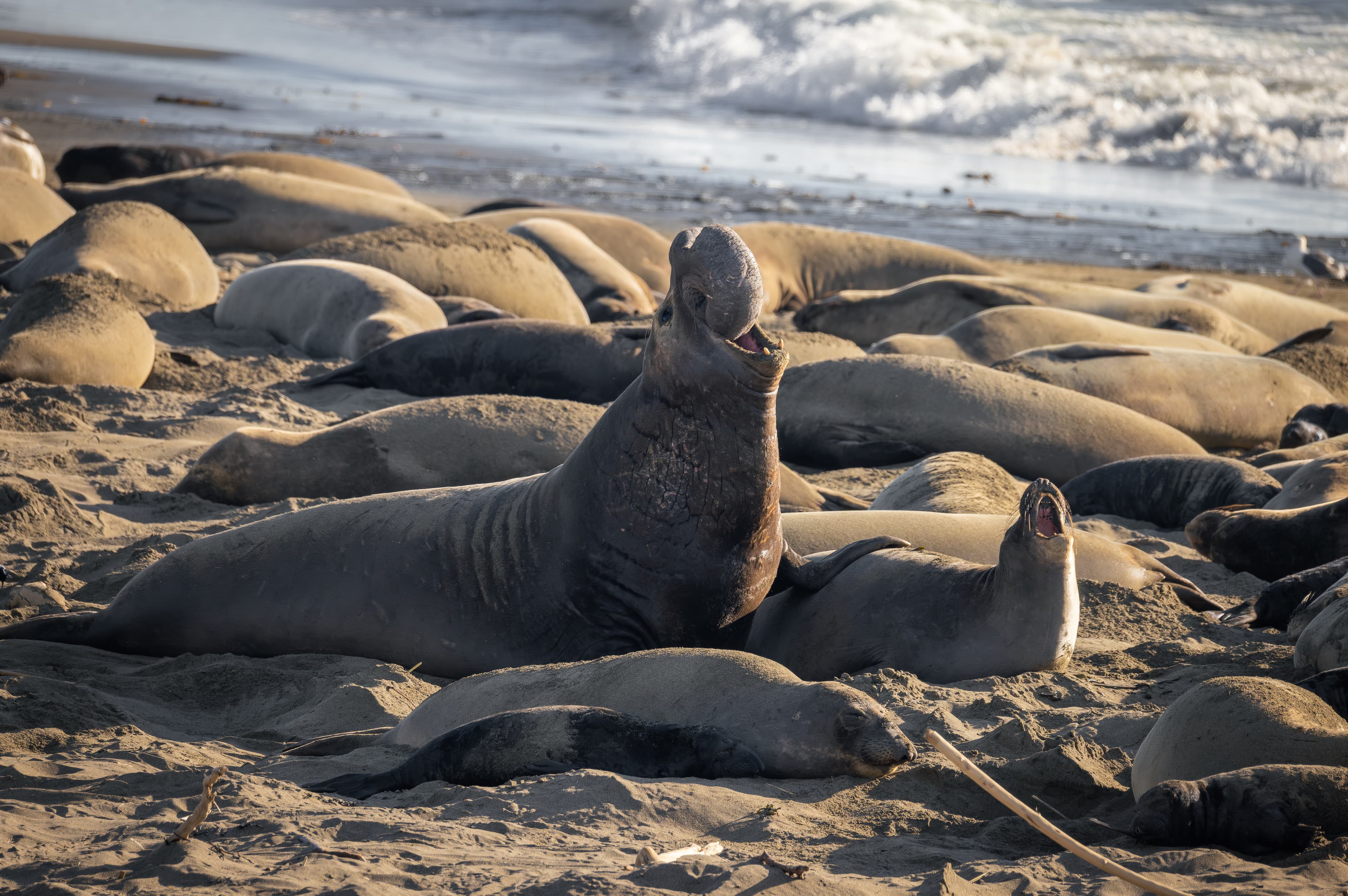 Wildlife photo