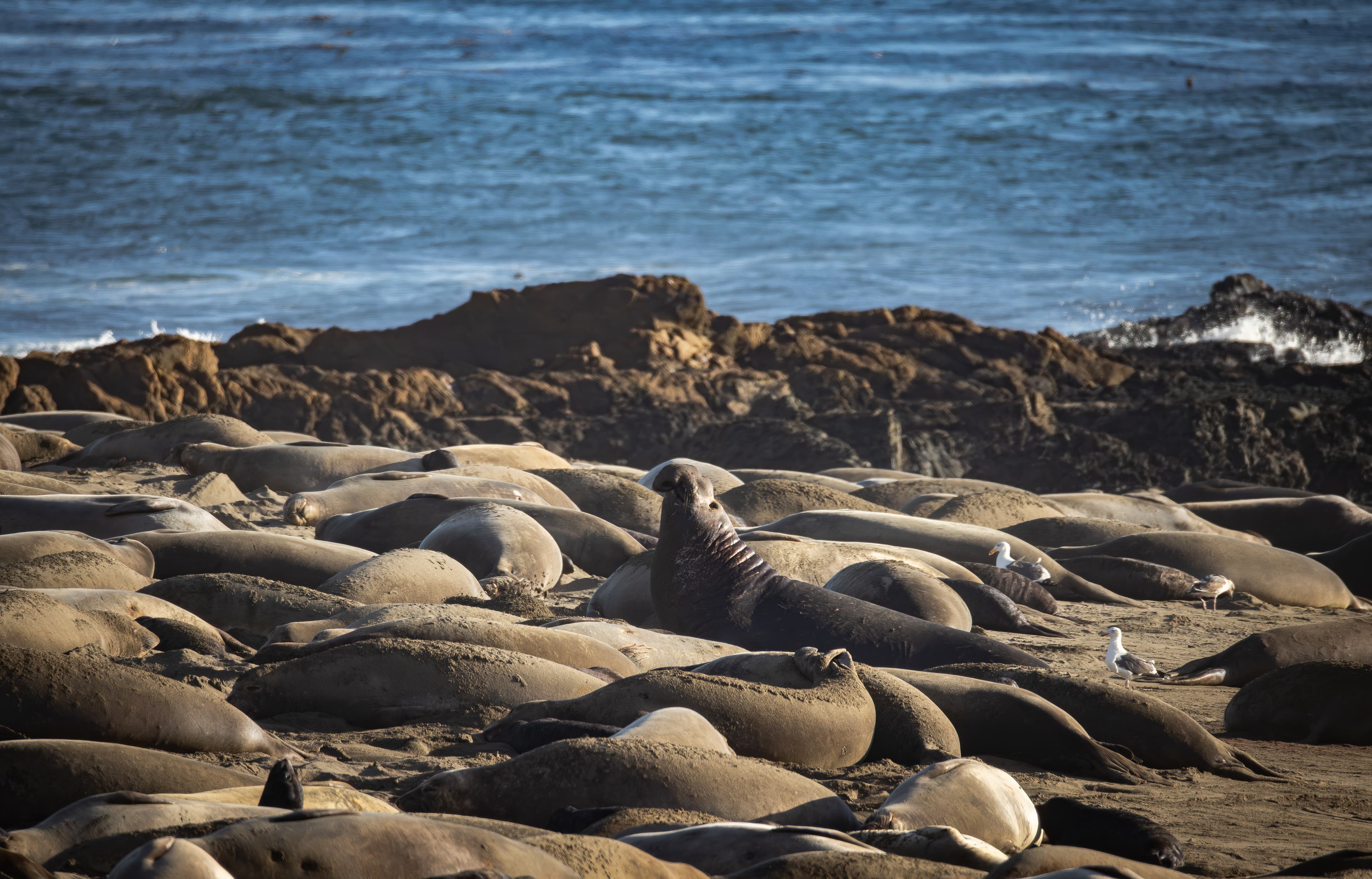 Wildlife photo