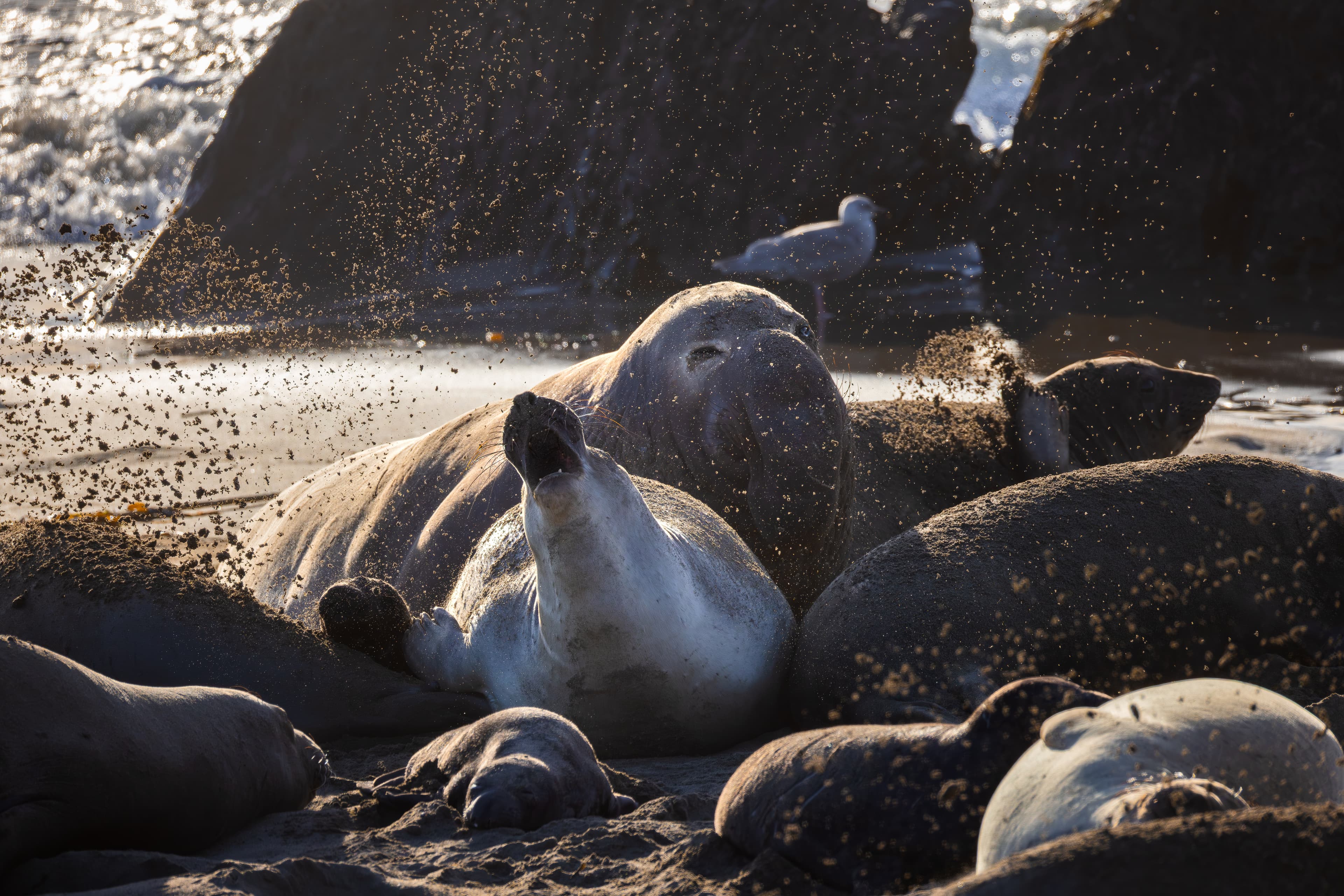 Wildlife photo