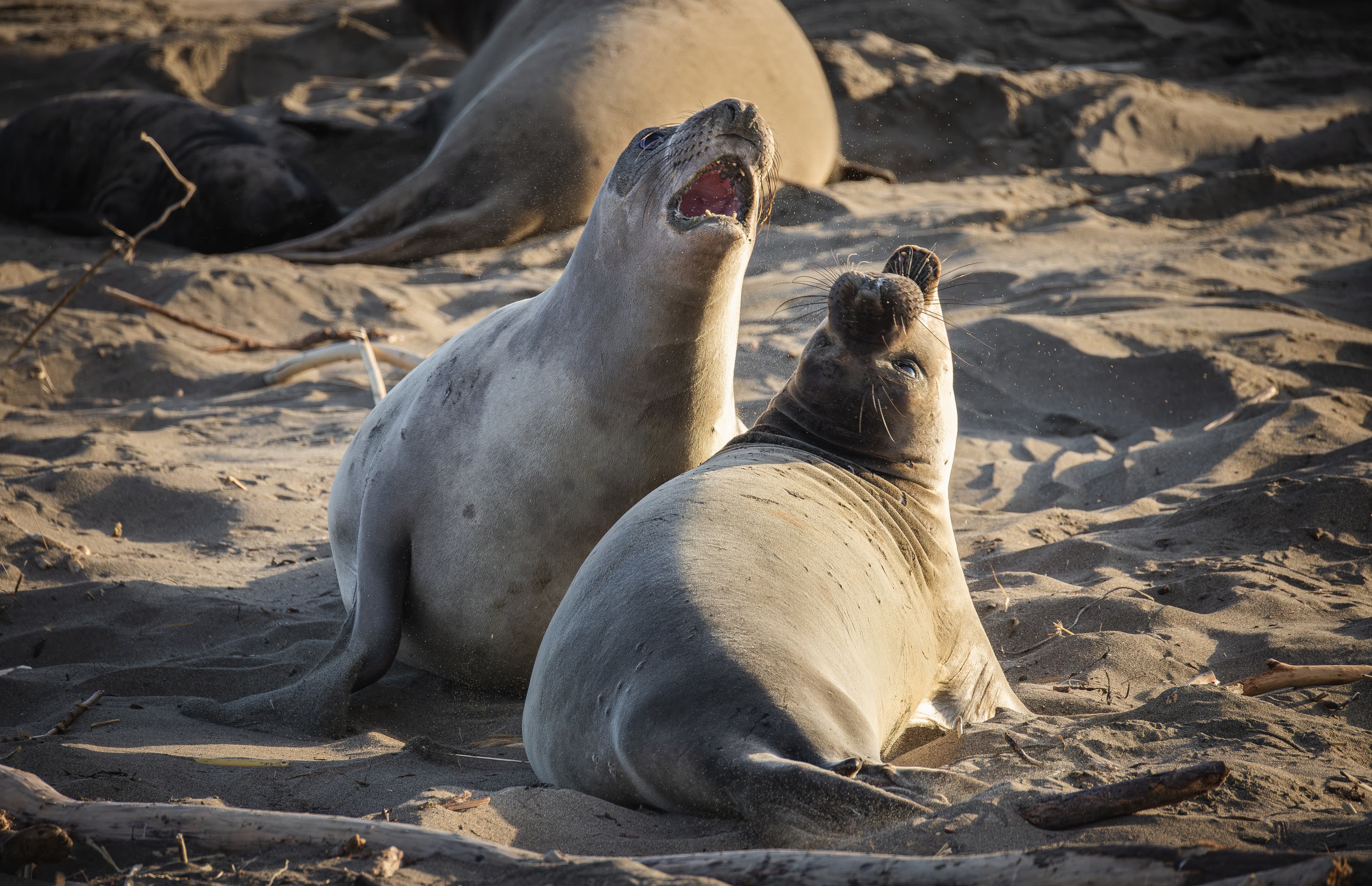 Wildlife photo