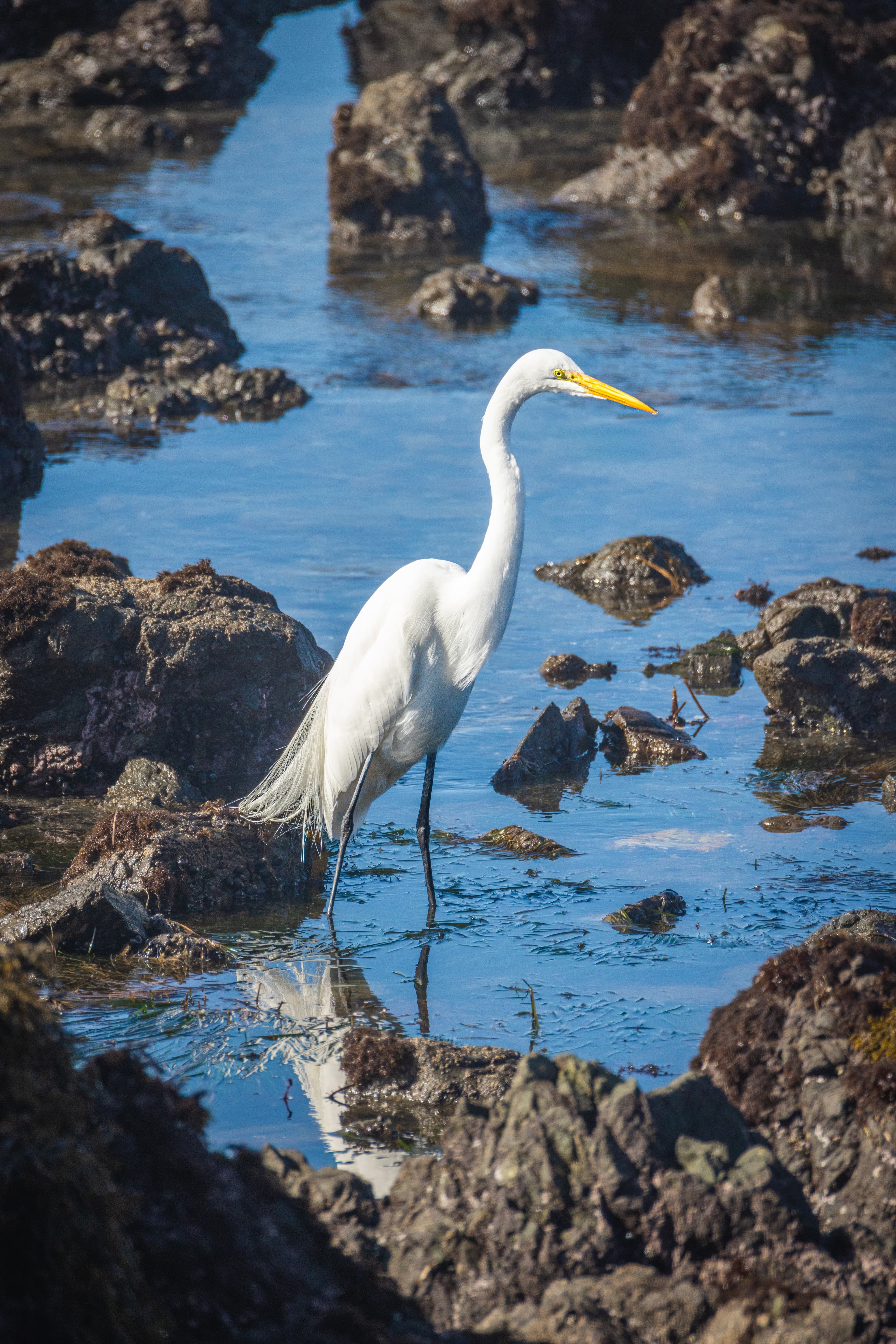 Wildlife photo